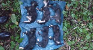 Herzlose Tat: Sechs tote Katzenbabys wurden von einem Spaziergänger in Seevetal entdeckt. Foto: Privat