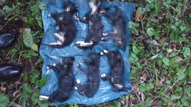 Herzlose Tat: Sechs tote Katzenbabys wurden von einem Spaziergänger in Seevetal entdeckt. Foto: Privat