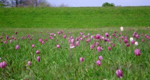 Die Schachbrettblumen. Foto: Landkreis Harburg