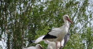Der Storch ist der Vogel des Glücks und fühlt sich im Landkreis Harburg wohl. Zu seinem Schutz, aber auch zum Schutz anderer Tiere, sollte der Gartenpool abgedeckt werden. Foto: Landkreis Harburg
