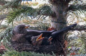 Jungvögel im Nest. Foto: Symbolbild