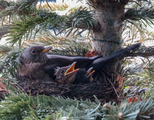 Jungvögel im Nest. Foto: Symbolbild