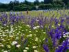 Eine Blütenwiese am Sportplatz bietet Insekten Lebensraum. Foto: TuS Fleestedt