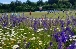 Eine Blütenwiese am Sportplatz bietet Insekten Lebensraum. Foto: TuS Fleestedt