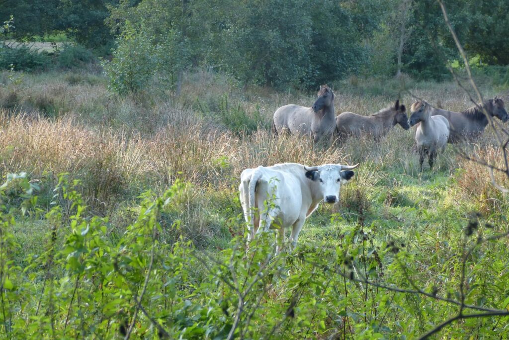 Die besonderen White Park-Rinder und Konik-Ponys. Foto: Carsten Weede