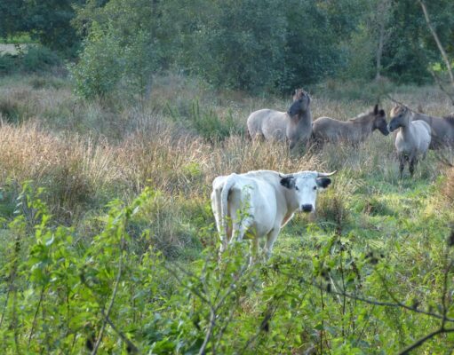 Die besonderen White Park-Rinder und Konik-Ponys. Foto: Carsten Weede