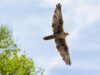 Nach der Flugschau ist Luggarfalken-Weibchen "Runa" einfach davongeflogen. Foto: Wildpark Schwarze Berge