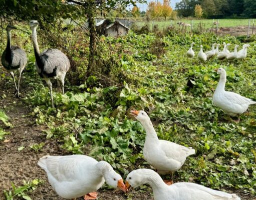 Gänse und Nandus: Nandus (links hinten), Diepholzer Gänse (vorn), Mastgänse (rechts hinten). Foto: Gemeinde Seevetal